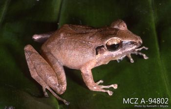 Media type: image;   Herpetology A-94802 Description: Photo of animal in life, taken in the field by Dr. Kenneth Ichiro Miyata. A slide of the photo was scanned in 2012 by Melissa Wooley.;  Aspect: lateral